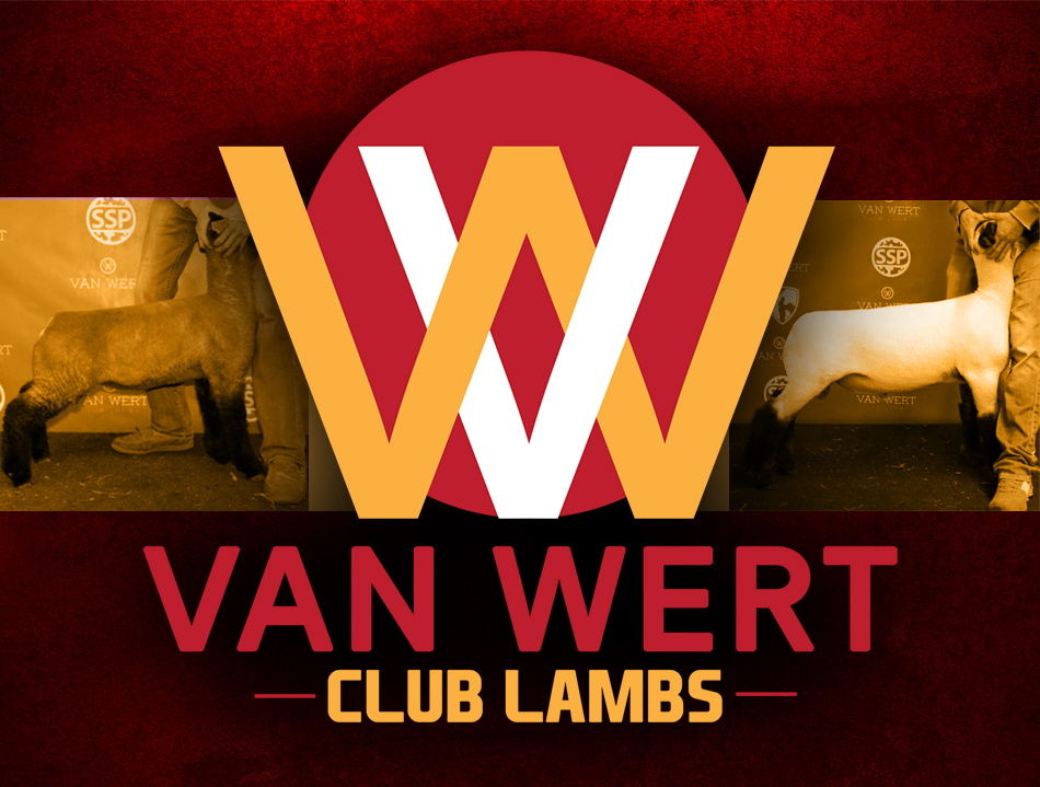 Van Wert Club Lambs