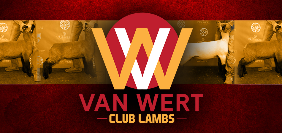 Van Wert Club Lambs